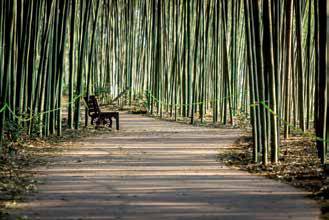 섬진강대나무숲길