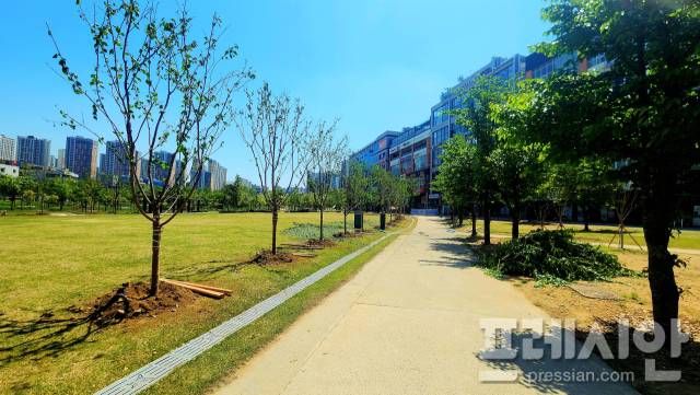 ▲동탄호수공원 아이리스 잔디마당에 식재된 왕벚꽃나무길. ⓒ프레시안(김수인)