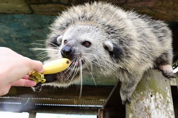 ‘사파리 라고이’의 사향고양이. 이 녀석이 먹고 배설하는 커피 열매가 저 유명한 ‘코피 루왁’이다.
