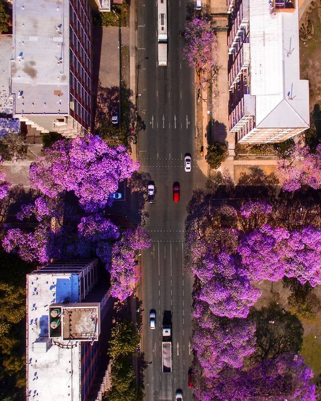 1000012959.jpg 한국에선 생소한 보라색 가로수꽃