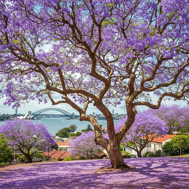 1000012960.jpg 한국에선 생소한 보라색 가로수꽃