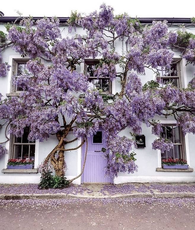 1000012963.jpg 한국에선 생소한 보라색 가로수꽃