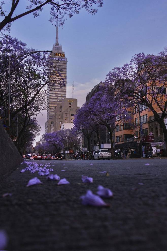 1000012970.jpg 한국에선 생소한 보라색 가로수꽃