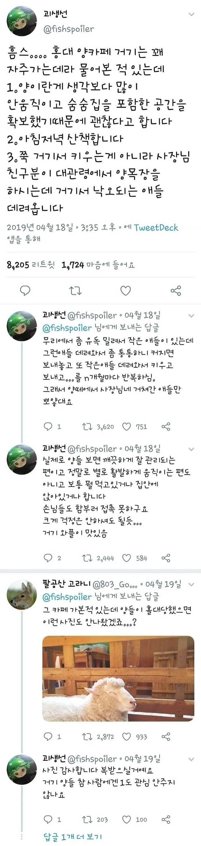분양받은 양이 점점 뽀송해진다는 홍대 양카페
