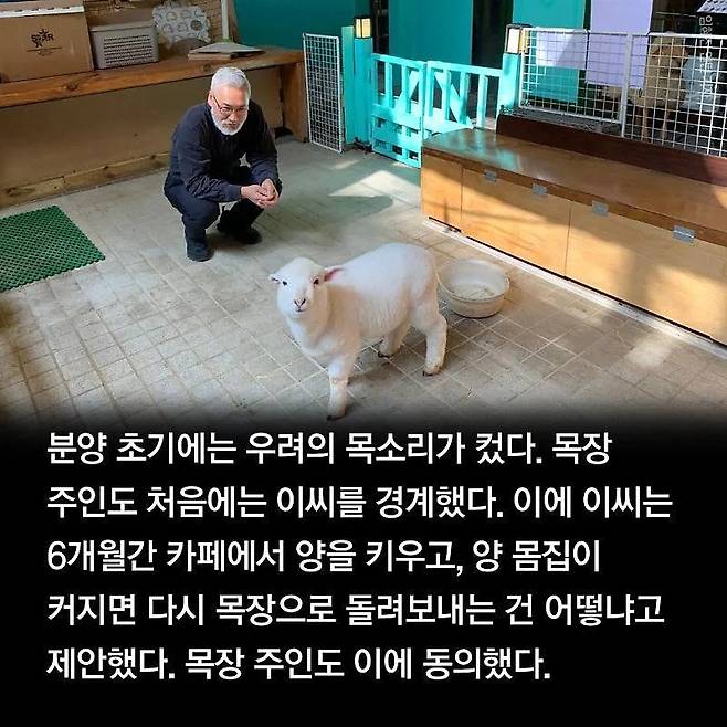 분양받은 양이 점점 뽀송해진다는 홍대 양카페