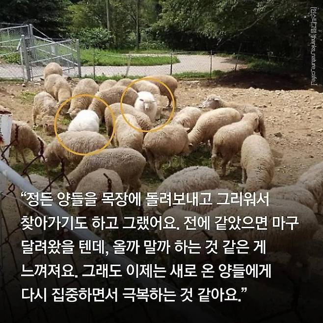 분양받은 양이 점점 뽀송해진다는 홍대 양카페