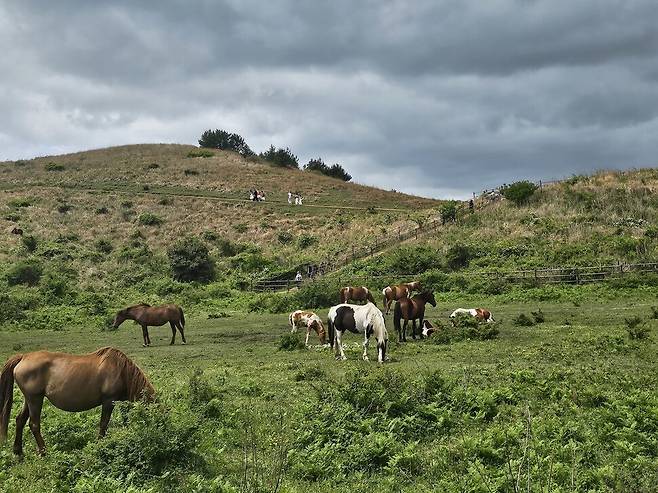 전날 제주에 몰아친 비바람이 그친 10일 제주시 구좌읍 용눈이오름 주변의 말들이 따뜻한 봄 날씨 속에 한가로운 시간을 보내고 있다. 연합뉴스