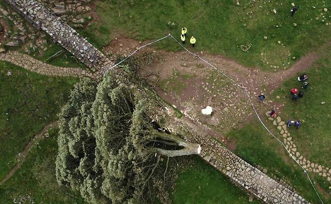잘려나가 쓰러진 시카모어 갭 나무. AFP 연합뉴스 자료사진