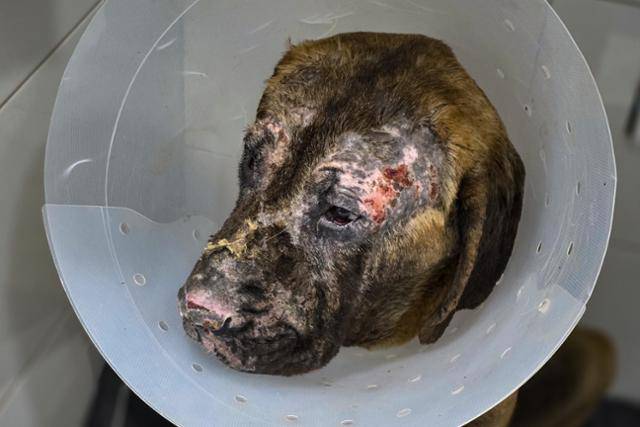 지난 4월 경북 안동시의 개농장에서 구조된 대범이가 충북 청주시 이음동물의료센터에서 입원 치료를 받고 있다. 대범이는 전신 화상을 입은 채 약 12일간 굼주리다 단체에 구조됐다. 이인선 테크니션 제공