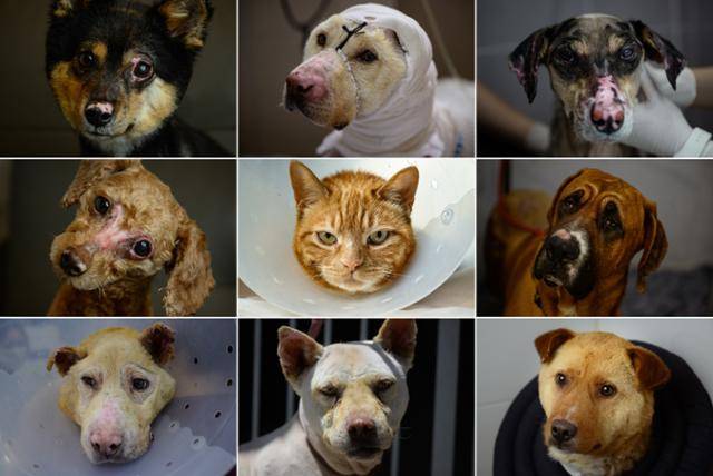 화염이 휩쓸고 지나간 뒤 동물들의 얼굴에 참상의 흔적이 고스란히 남았다. 귀와 콧잔등이 검게 탔고, 각막은 하얗게 변했고, 수염은 녹아 없어졌다. 첫째 줄 왼쪽부터 안동(이음동물의료센터 동탄), 대풍(VIP동물의료센터 청담), 삐삐(헬릭스동물메디컬센터 서초). 둘째 줄 왼쪽부터 코코(이음동물의료센터 동탄), 꼬불(이음동물의료센터 청주), 대단(24시라움의료센터 평택). 셋째 줄 왼쪽부터 철수(이음동물의료센터 포항), 강이(고려동물메디컬센터 청주), 엉꿍(이음동물의료센터 청주). 청주·평택·포항·화성=하상윤 기자