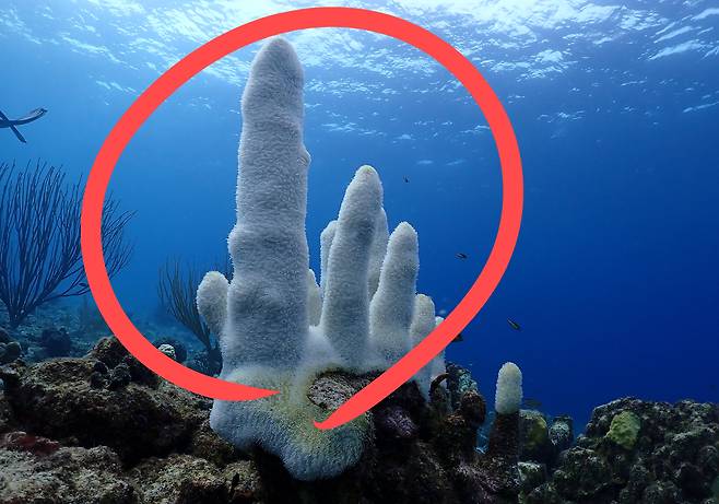 백화 현상이 나타난 산호초 모습.[ICRI 제공]