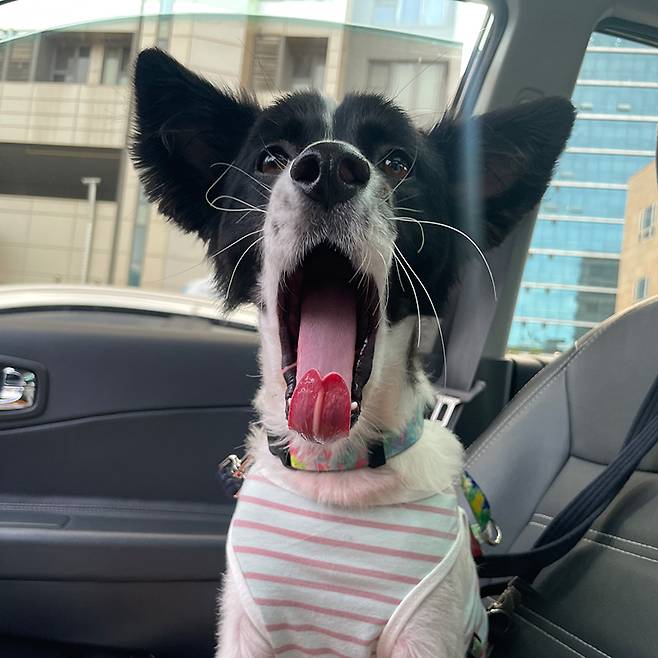 학대로 인한 가온이의 상처는 장신재씨의 임시 보호 아래 빠르게 치유됐다. ⓒ남형도 제공