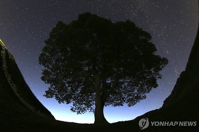 2015년 여름 밤에 찍힌 시카모어 갭 나무 [AP 연합뉴스 자료사진]