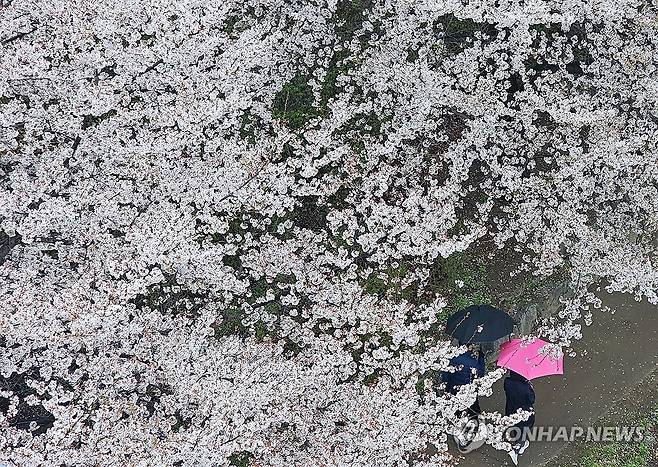 봄비와 꽃비 [촬영 양지웅]