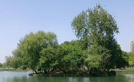 지난 1일 대구 수성못 둥지섬의 모습. 푸르른 옛 모습을 서서히 찾고 있다. /대구 수성구 제공