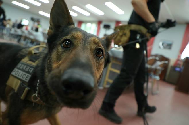 지난 7일 오후 전북 익산시청 인근 대한노인회 대회의실에서 더불어민주당 이재명 대선 후보의 대한노인회 익산지회 임원과의 간담회가 열린 가운데 탐지견 저드가 위험물  탐지를 위해 돌아다니고 있다. /남강호 기자