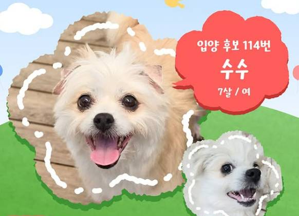 입양후보 114번 강아지 '수수'. 17일 열리는 제2회 '핌피입양제'에 가족을 찾으러 온다. 평생을 함께해도 좋을 귀한 연이 꼭 닿기를./사진=핌피바이러스, 인스타그램(@pimfyvirus)