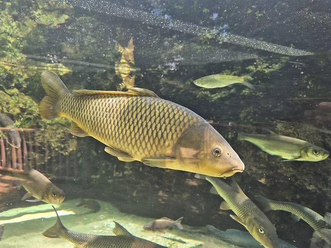 잉어[국립생태원 제공]