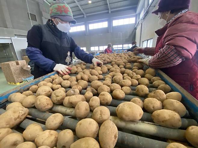 [괴산=뉴시스] 우량 씨감자 선별 모습. (사진=괴산군 제공) photo@newsis.com *재판매 및 DB 금지