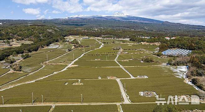 [제주=뉴시스] 임재영 기자 = 허인옥 제주대 명예교수 등이 주도적으로 참여해서 조성한 서귀포시 도순다원. 지난 1월30일 풍경이다. 2025.05.11. ijy788@newsis.com