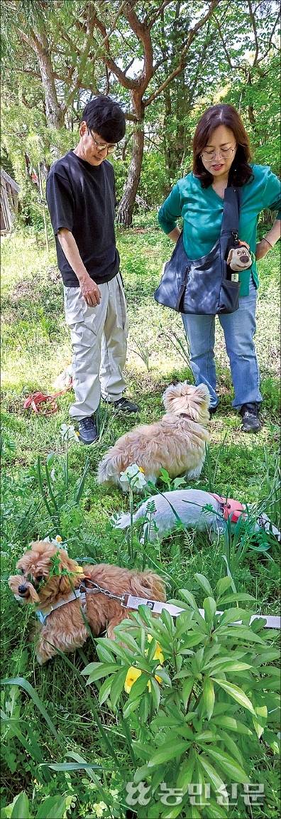청산수목원에서 풀숲을 만끽하는 강아지들.