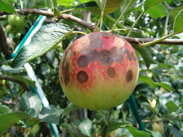 사과에 발생한 탄저병 증상. 농촌진흥청