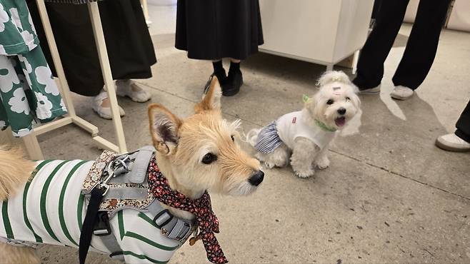 10일 서울 성동구 성수동 이큐엘(EQL)에서 열린 '더현대 펫페어' BYC 부스에서 반려견이 ‘개리야스-난닝구세트’를 착용하고 있다. 박윤희 기자