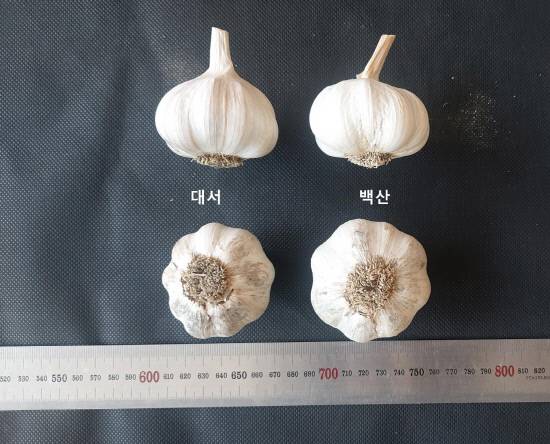 기존 마늘 대서와 신품종 백산.&nbsp;사진=경남도농업기술원