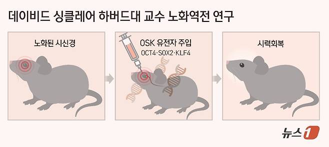 ⓒ News1 김초희 디자이너
