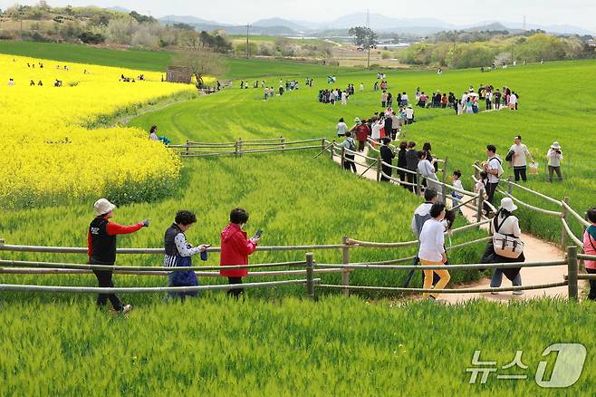 (고창=뉴스1) 박제철 기자 = 대한민국 대표 경관축제인 제22회 고창청보리밭축제가 23일간의 일정을 마무리하고 대흥행을 거두며 11일 막을 내렸다.(고창군 제공, 재판매 및 DB금지)