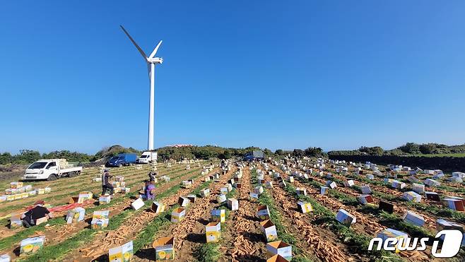 당근밭(자료사진)/뉴스1