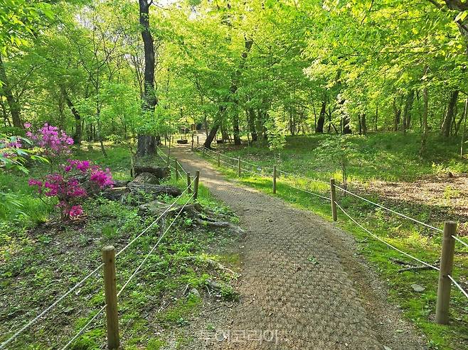 남양주 광릉 숲길/사진-국가유산청