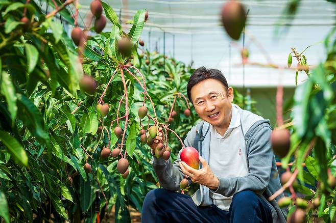 박찬수 ‘카세로지’ 대표가 호텔 뒤 시설하우스에서 잘 익은 애플망고를 들고 있다. 주변 가지에는 성장 중인 애플망고가 주렁주렁 매달려 있다. /이건송 영상미디어 기자