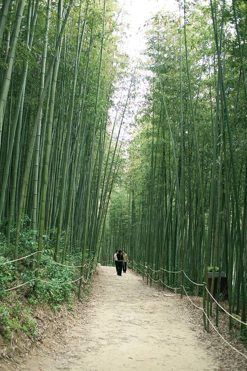 죽녹원을 산책하는 여행객