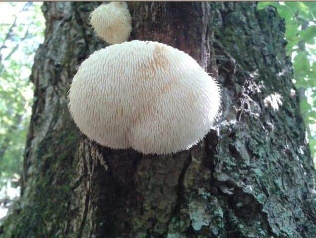 진짜 이름 잘지은 버섯