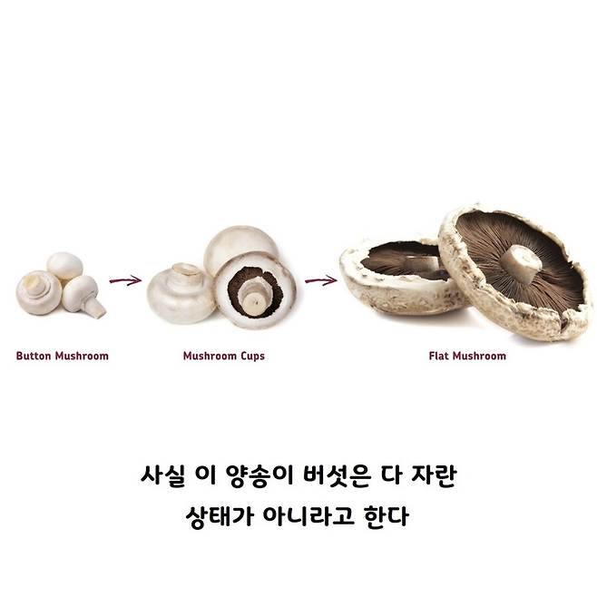 image.png 양송이버섯의 충격 사실