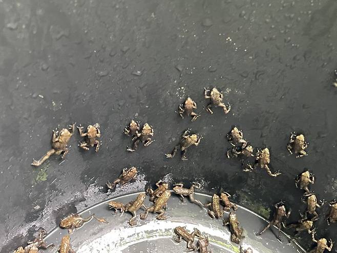 지난 9일 서식처인 황방산으로 첫 이동을 시작한 울산 중구 장현저류지의 새끼 두꺼비. 두꺼비들의 대이동은 약 2주간 진행되며 도중 주변 도로와 배수로 등에서 길을 잃고 헤매는 새끼 두꺼비들은 황방산두꺼비봉사단 등 시민들의 도움을 받게 된다. 울산 중구 제공