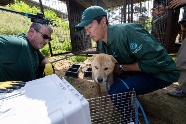 8일 충북 청주시 개농장에서 배우 다니엘 헤니와 휴메인 월드 포 애니멀즈 관계자들이 구조한 개를 출국을 위해 이동장으로 옮기고 있다. 청주=박시몬 기자