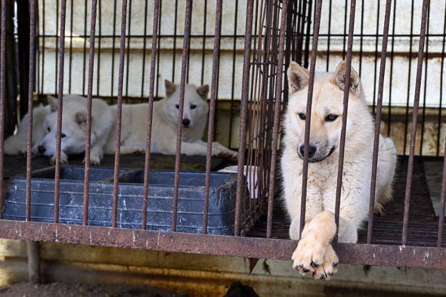 8일 충북 청주시 개농장에서 구조를 앞둔 개들이 뜬장에 앉아 있다. 왼쪽 두 마리는 구루병을 앓고 있어 치료가 시급한 상황이다. 청주=박시몬 기자