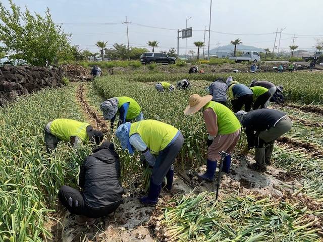영농지원단이 대정읍 마늘밭에서 허리를 굽혀 수확 작업을 돕고 있다. (제주농협 제공)