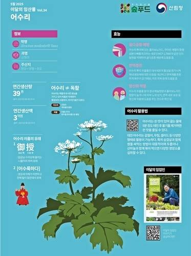 ▲ 5월 이달의 임산물로 선정된 어수리. 산림청 제공