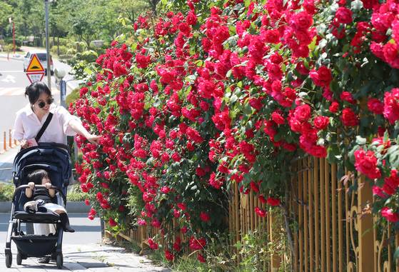 A mother and her baby admire roses in full bloom along an apartment fence while out for a walk in a residential area in Namsan-dong, Daegu, on May 12. [NEWS1]