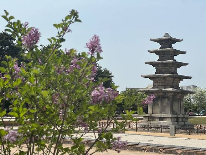 [부여=뉴시스] 부여 정림사지 일원의 정향나무. *재판매 및 DB 금지