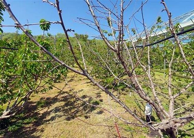 수지가 흘러나오며 말라 죽은 체리나무. (사진=충북도농업기술원 제공) *재판매 및 DB 금지