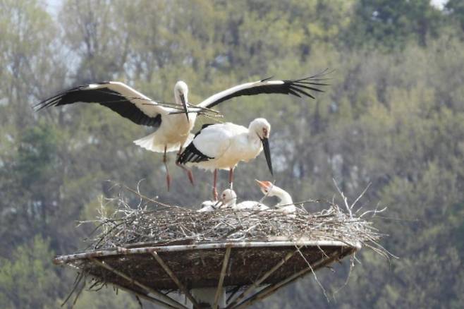 지난달 촬영된 예산군 광시면 황새 둥지 모습. 예산군 제공