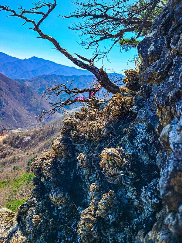 능선의 바위에 붙어 사는 부처손과 진달래.