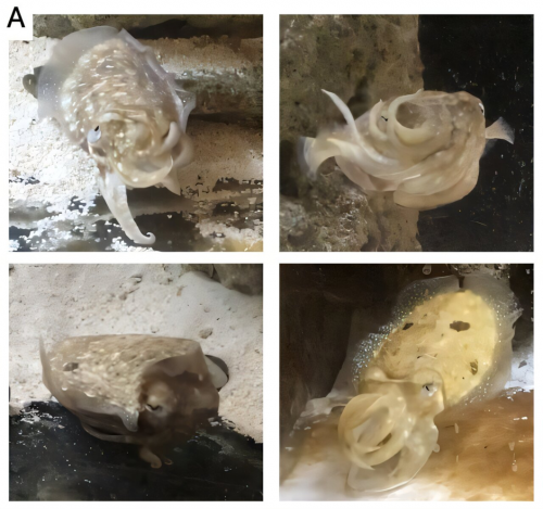 다리를 이용해 네 가지 형태의 모양을 만드는 갑오징어. 왼쪽 위에서부터 시계 방향으로 올리기(up), 옆으로 눕히기(side), 안으로 말기(roll), 왕관(crown) 형태로 의사소통을 한다는 연구 결과가 나왔다. 출처=바이오아카이브(BioRxiv)