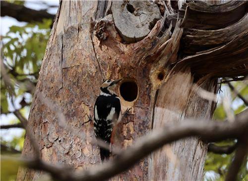 설해목에 둥지 튼 오색딱따구리 [촬영 유형재]