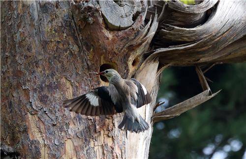 오색딱따구리 둥지 빼앗은 붉은부리찌르레기 [촬영 유형재]