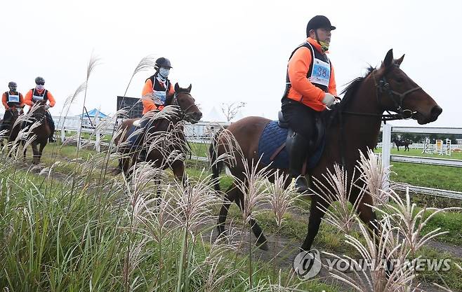 제주 억새밭에서 펼쳐진 지구력 승마대회 [연합뉴스 자료사진]